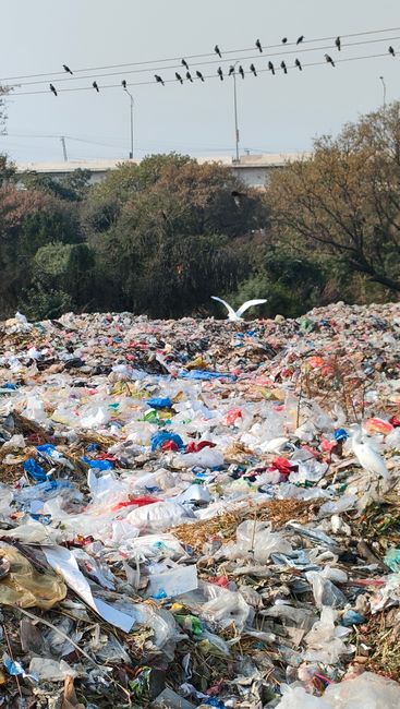 The image depicts a large pile of mixed waste materials spread across an outdoor area, possibly a garden or clearing near a wooded environment. In the foreground, there is a small red children's ride-on toy car with a slightly worn appearance, showing scratches and chipped paint on its surface. Surrounding the toy are various small household items including a black plastic crate, white ceramic dishes, and a tangled black hose. The middle ground is dominated by a chaotic collection of discarded appliances and debris, such as a white washing machine drum, a microwave, several broken plastic components, and a variety of electronic waste with metal and plastic finishes. To the right, a black plastic shelving unit and a few orange planter pots are visible among the clutter. Behind this heap, overgrown shrubbery and trees suggest an outdoor setting used for illegal dumping or an inadvertent collection point. The scene is illuminated by natural daylight, emphasizing the dull textures of the waste and the contrasting greenery in the background. This scene relates to private waste disposal activities often handled by companies like Rubbish Collection Mayfair, demonstrating the type of clutter associated with alternative rubbish removal and on-site clearance services available in the area.
